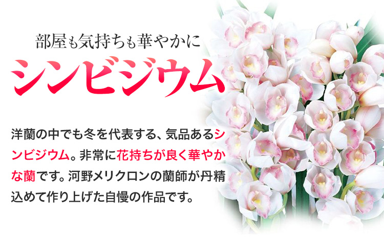 洋蘭 シンビジウム 4本 株式会社 河野メリクロン あんみつ館《12月上旬‐3月上旬頃出荷》蘭 ラン 洋ラン シンビジューム 世界一 花 鉢 記念日 送料無料 徳島県 美馬市 【配送不可地域あり】(北海道)