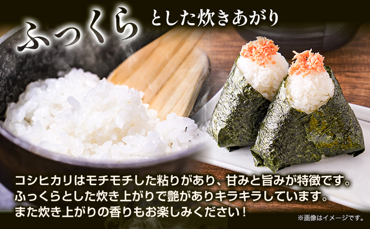 米 5kg コシヒカリ《9月上旬-8月末頃出荷》精米5kg 美馬市産 アグリサポート美馬 コシヒカリ 米 白米 白米5kg 精米 送料無料 徳島県 美馬市