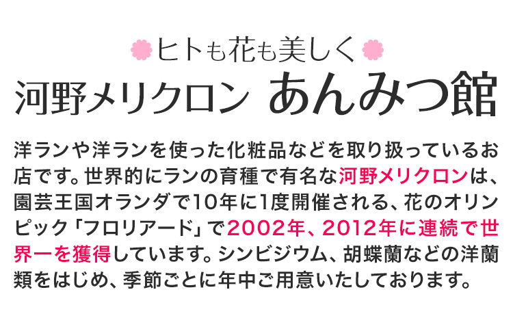 洋蘭 シンビジウム 5本 株式会社 河野メリクロン あんみつ館《12月上旬‐3月上旬頃出荷》蘭 ラン 洋ラン シンビジューム 世界一 花 鉢 記念日 送料無料 徳島県 美馬市 【配送不可地域あり】(北海道)