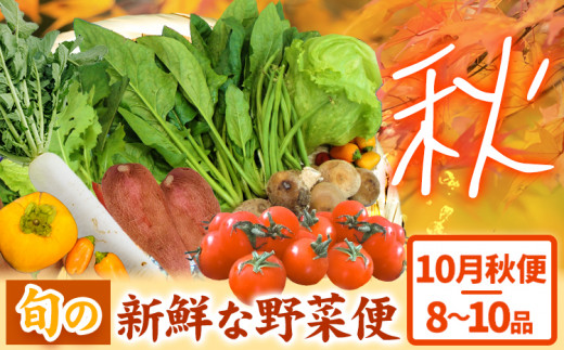 ＜ 先行予約 ＞ 旬の新鮮な 野菜便 10月秋便 8〜10品 アグリサポート美馬《10月上旬-10月末頃出荷》秋野菜 大根 かぼちゃ すだち さつまいも ブロッコリー 次郎柿 ほうれん草 ミニトマト 野菜 青果物 送料無料 徳島県 美馬市