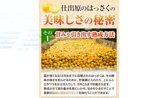 å
«æ ã¯ã£ãã çŽ3kg 7åã2026幎2æäžæ¬â2026æ3æäžæ¬é åºè·ãä»åºåå
«æçç£çµå å
«æ 倧ç ã¯ã£ãã æç© ãã ãã® ãã«ãŒã ç¹éž ãŒãªãŒ ãžã¥ãŒã¹ ããŒã« 埳島ç çŸéŠ¬åž st-p