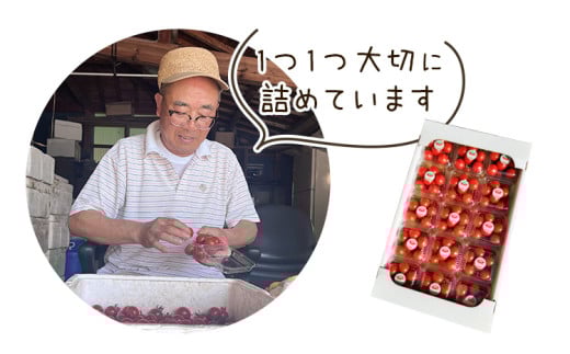 武田さんのミニトマト 3kg 200g × 15パック 《7月中旬‐8月末頃出荷予定》武田賢一 徳島県 美馬市 ミニトマト 送料無料 野菜 とまと トマト 青果物