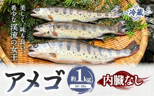アメゴ 約1kg  内臓 なし 木屋平淡水養魚場《4月上旬-10月下旬頃出荷(土日祝除く)》 【配送不可地域あり】※北海道・沖縄・離島　徳島県 美馬市 川魚 アメゴ あまご 塩焼き 唐揚げ 送料無料