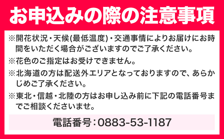 洋蘭 シンビジウム 3本 株式会社 河野メリクロン あんみつ館《12月上旬‐3月上旬頃出荷》蘭 ラン 洋ラン シンビジューム 世界一 花 鉢 記念日 送料無料 徳島県 美馬市 【配送不可地域あり】(北海道)