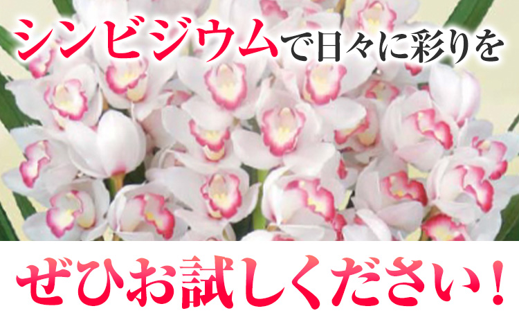 洋蘭 シンビジウム 3本 株式会社 河野メリクロン あんみつ館《12月上旬‐3月上旬頃出荷》蘭 ラン 洋ラン シンビジューム 世界一 花 鉢 記念日 送料無料 徳島県 美馬市 【配送不可地域あり】(北海道)