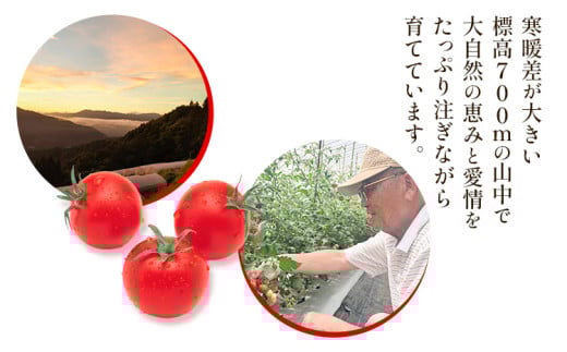 武田さんのミニトマト 3kg 200g × 15パック 《7月中旬‐8月末頃出荷予定》武田賢一 徳島県 美馬市 ミニトマト 送料無料 野菜 とまと トマト 青果物