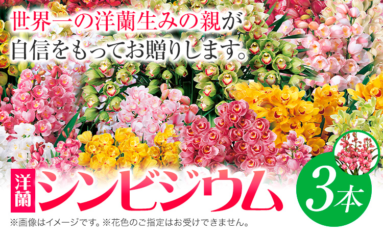 洋蘭 シンビジウム 3本 株式会社 河野メリクロン あんみつ館《12月上旬‐3月上旬頃出荷》蘭 ラン 洋ラン シンビジューム 世界一 花 鉢 記念日 送料無料 徳島県 美馬市 【配送不可地域あり】(北海道)
