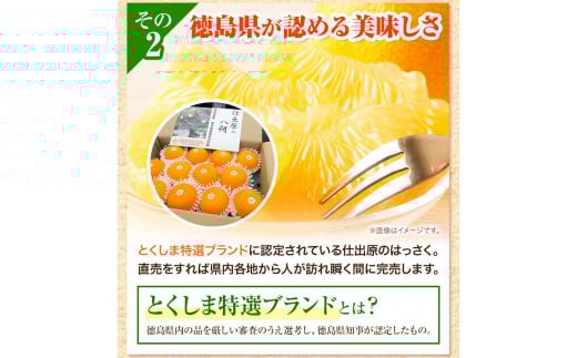 八朔 はっさく 10kg ＜ 先行予約 ＞ 《2026年2月上旬‐2026月3月上旬頃出荷》仕出原八朔生産組合 徳島県 美馬市 果物 くだもの フルーツ 特選 ゼリー ジュース ピール　 八朔 10kg 八朔 大玉 八朔 10kg 園 八朔 10kg 農園 八朔 10kg 大玉 st-p