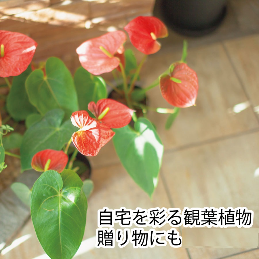 縲舌ヴ繝ウ繧ッ縲代い繝ウ繧ケ繝ェ繧ヲ繝 7蜿キ驩「