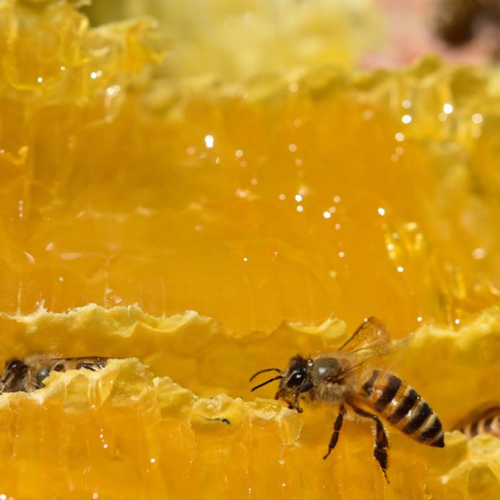 縺ッ縺。縺ソ縺、螟ェ濶ッ 4kg