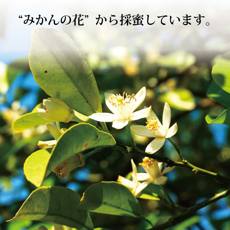 縺ッ縺。縺ソ縺、螟ェ濶ッ 2kg