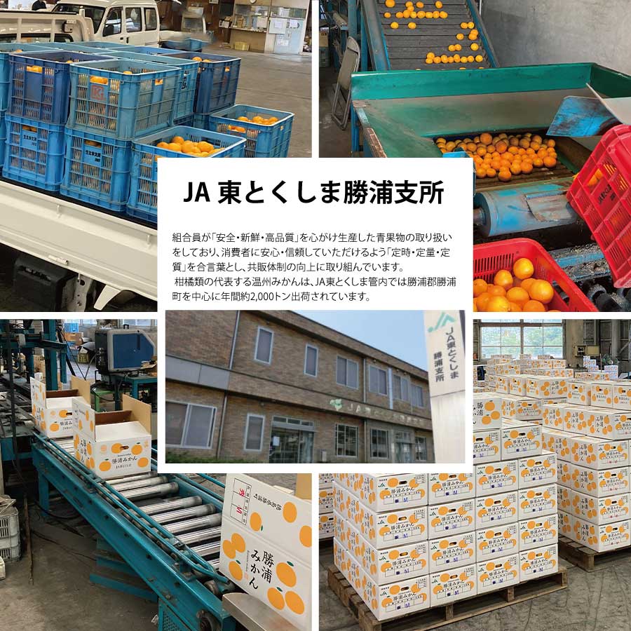 JAæ±ãšãããŸ åæµŠçæã¿ãã 9kg 倧çãµã€ãº åªå