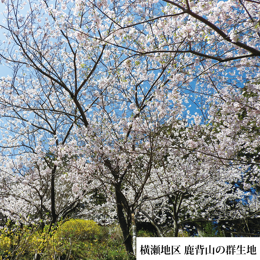 勝浦ひな桜 苗木 1本