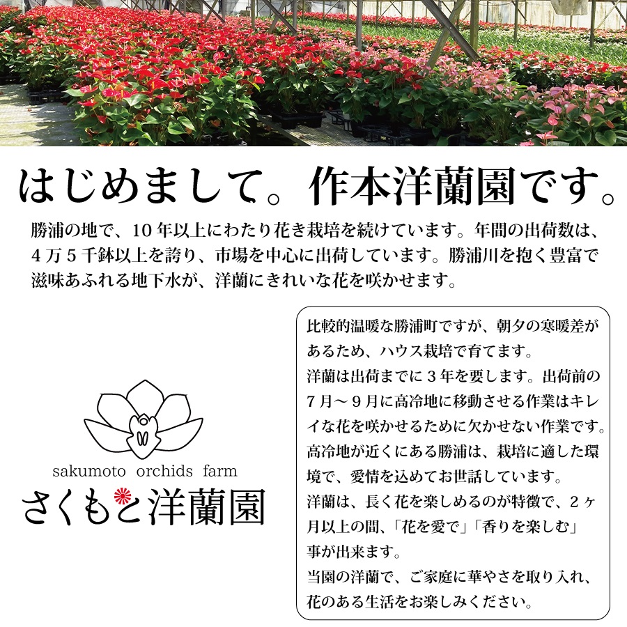 【ピンク】シンビジューム 6号鉢 3〜4本立て