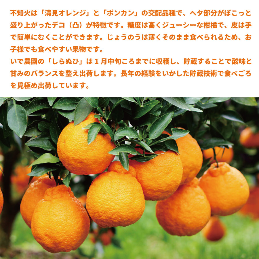 井出農園 家庭用 阿波不知火 約12-20玉 4.5kg