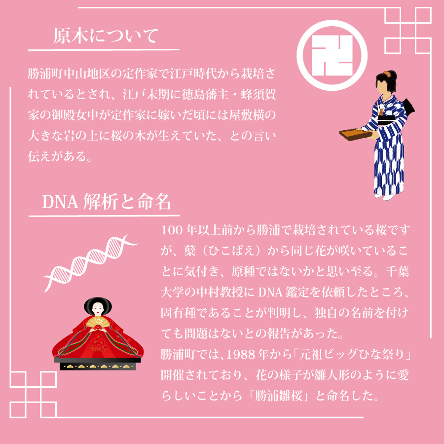 勝浦ひな桜 苗木 1本