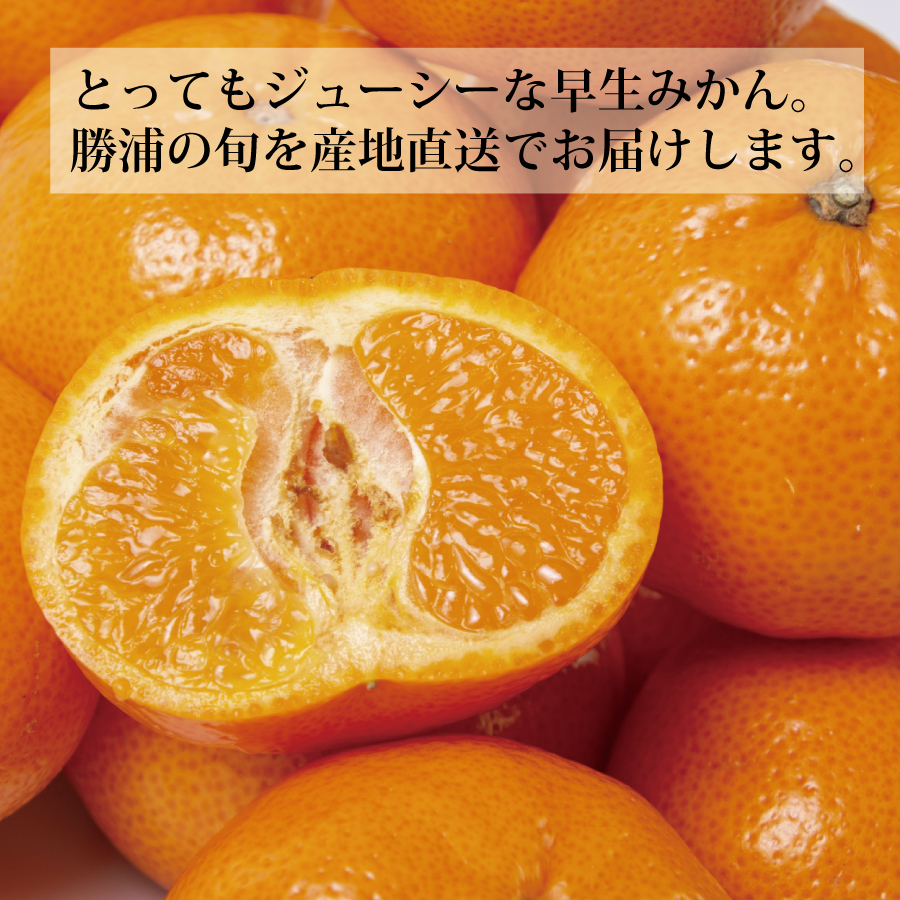 青悦農園 勝浦早生みかん S-LLサイズ 秀品 5kg