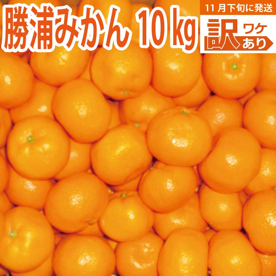 谷内青果 早生みかん 訳あり 10kg