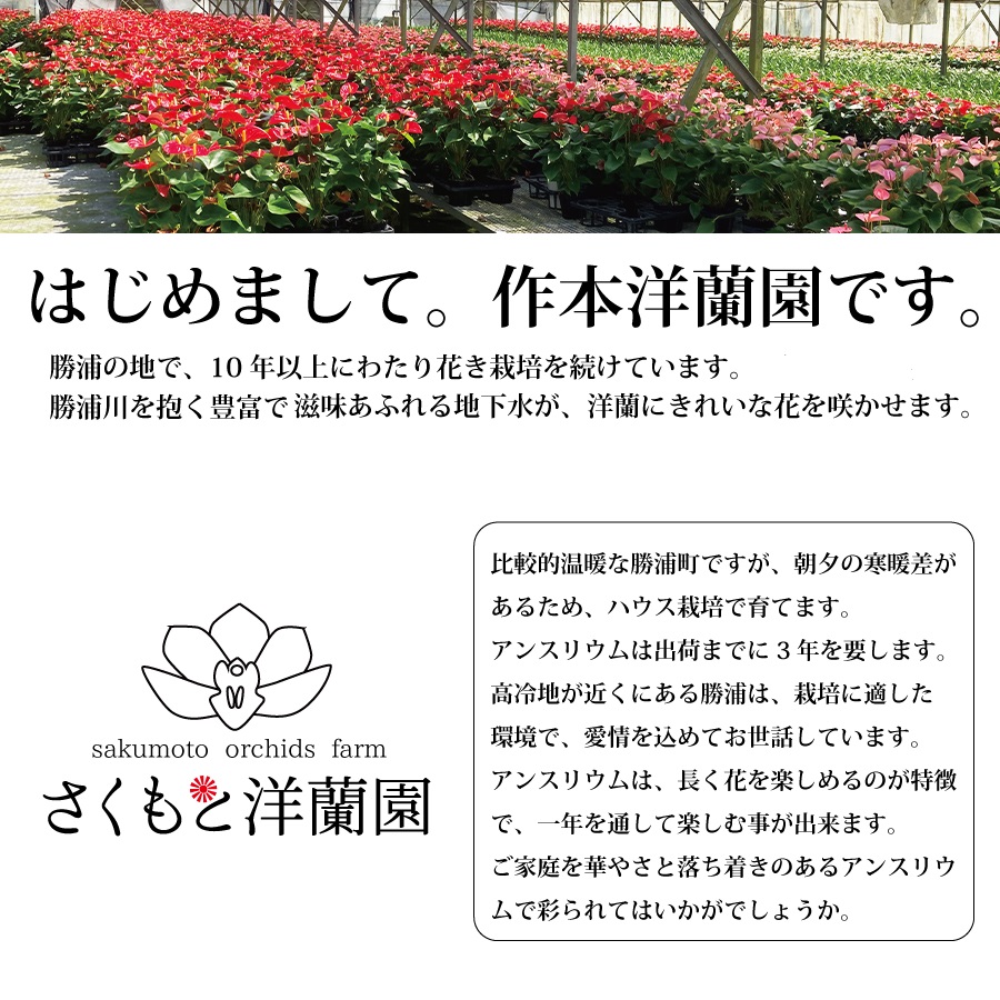 縲舌ヴ繝ウ繧ッ縲代い繝ウ繧ケ繝ェ繧ヲ繝 7蜿キ驩「