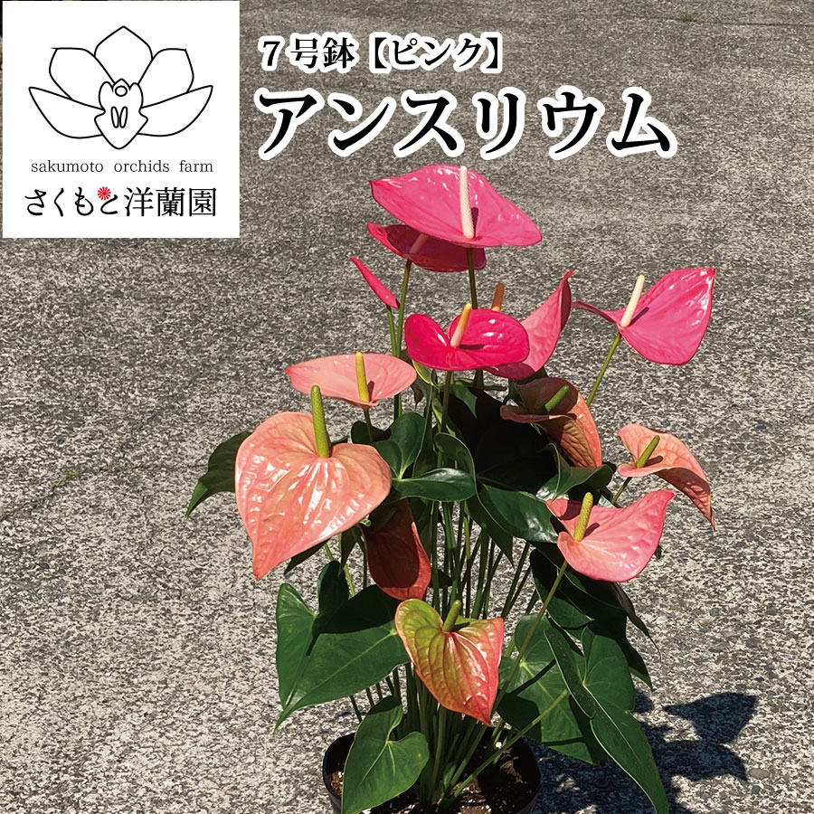 【ピンク】アンスリウム 7号鉢