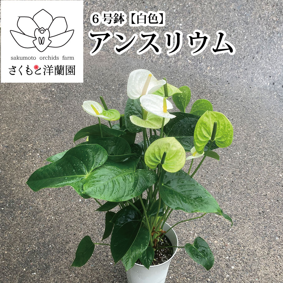 【白】アンスリウム 6号鉢