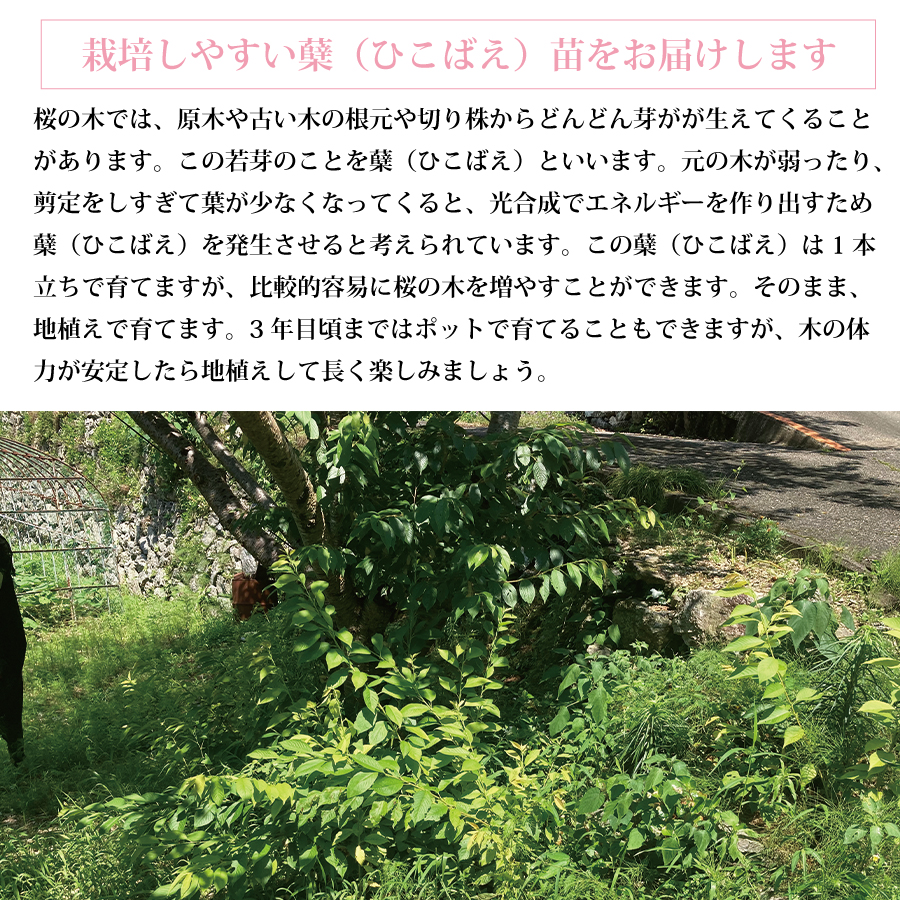 勝浦ひな桜 苗木 1本