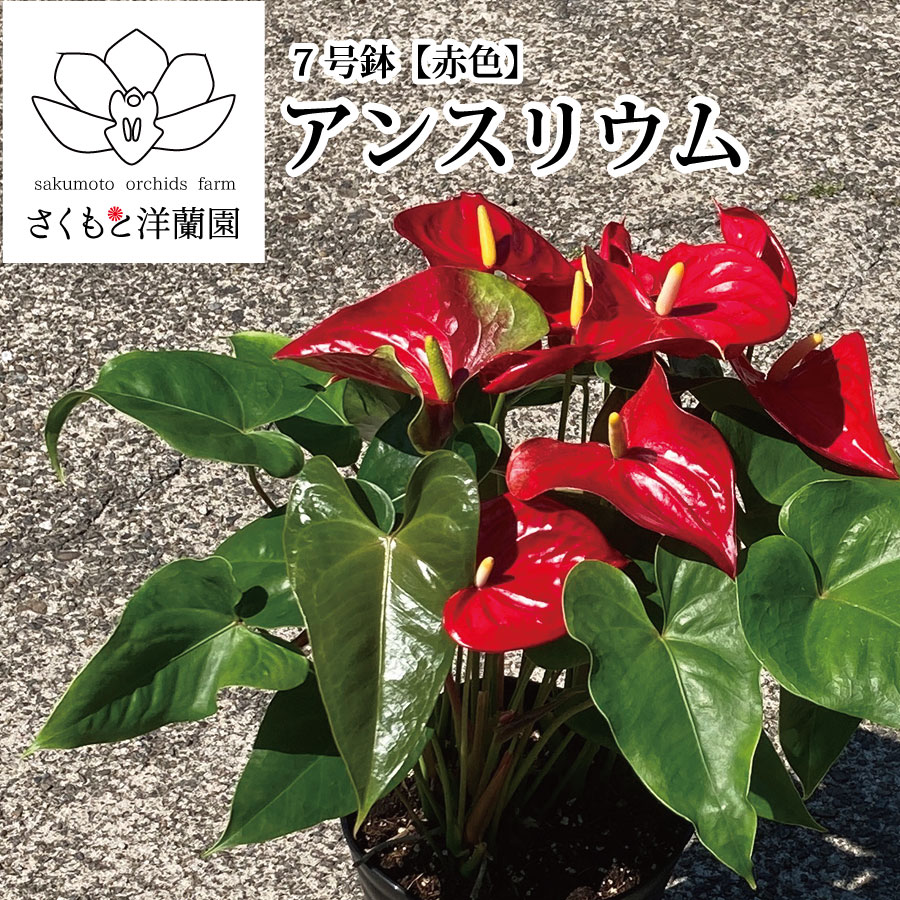 【赤】アンスリウム 7号鉢