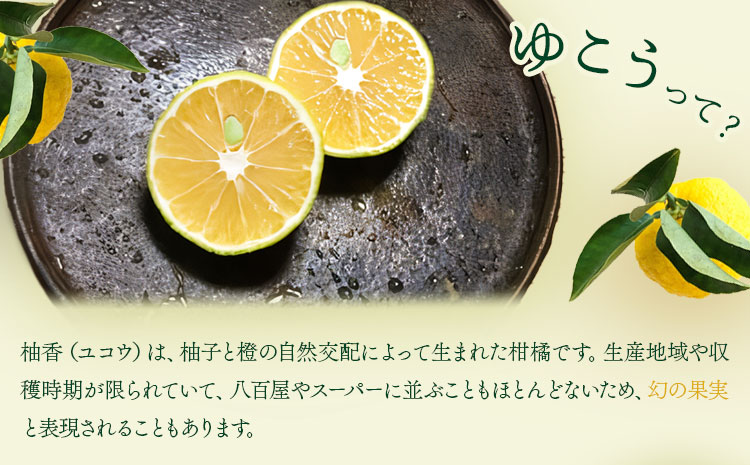 幻の果実ゆこう 柚香果実 約2.5kg～3kg テロワール《2024年10月下旬から出荷(土日祝除く)》 徳島県 上勝町 柚香 柑橘 柚子 ユズ 無農薬 無化学肥料 果物