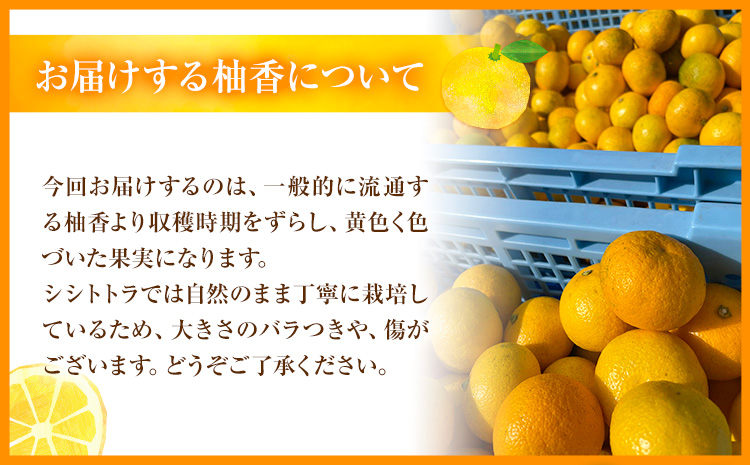 ＜ 予約受付開始 ＞ 訳あり 完熟柚香 ゆこう 約1kg シシトトラ《11月中旬-12月下旬頃出荷》 │ 柑橘 家庭用 柑橘 訳あり 柑橘 徳島県 柑橘 ご当地食材 レア 幻の果実 ぽん酢 加工用 柑橘 完熟 フルーツ 徳島県 上勝町