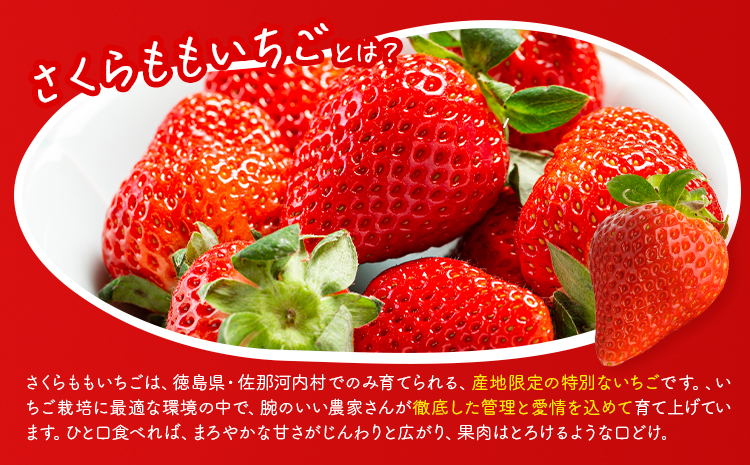 いちご 佐那河内村限定 さくらももいちご 20粒  24粒 28粒  化粧箱 JA徳島市佐那河内支所 ふる里産品推進協議会《1月上旬頃から2月末頃に出荷》徳島県 佐那河内村【配送不可地域あり】※離島 | ブランドいちご 産地直送 ギフト大賞 ジューシー s-3