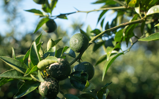 『山神果樹薬草園』柑橘リキュール柚子＆すだちの飲み比べセット　500ml《30日以内に出荷予定(土日祝除く)》s-1