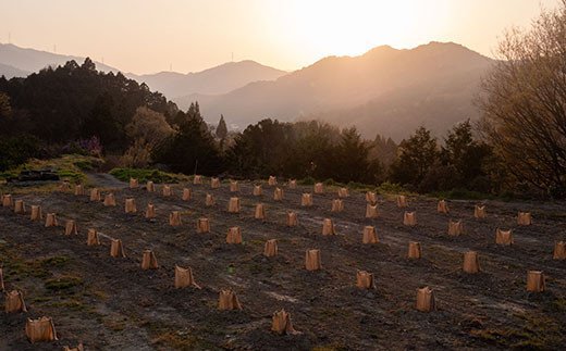 ãå±±ç¥ææš¹è¬èåãæåã®ãŠã©ãã·ã¥ïŒã±ã¢ã»ãããã30æ¥ä»¥å
ã«åºè·äºå®(忥ç¥é€ã)ãs-1