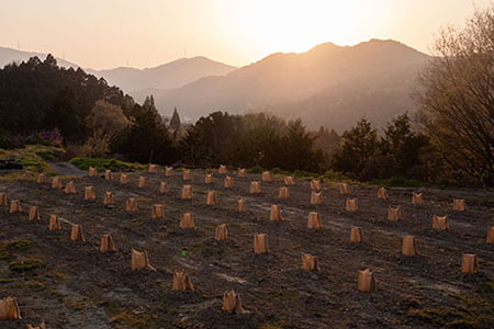 山神果樹薬草園：国産柚子のしぼり酢＆国産柚子と伊予柑のジュースセット《30日以内に出荷予定(土日祝除く)》