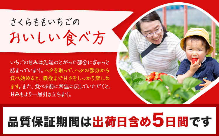 いちご 佐那河内村限定 さくらももいちご 20粒  24粒 28粒  化粧箱 JA徳島市佐那河内支所 ふる里産品推進協議会《1月上旬頃から2月末頃に出荷》徳島県 佐那河内村【配送不可地域あり】※離島 | ブランドいちご 産地直送 ギフト大賞 ジューシー s-3