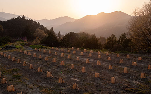 山神果樹薬草園：柑橘コーディアル　2本セット《30日以内に出荷予定(土日祝除く)》