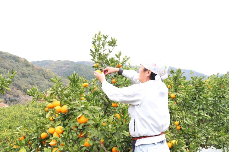 丹精込めて育てました！マルチみかん「うまか」　※11月中旬頃から発送　※離島不可