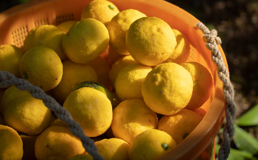 和柑橘deコスメ：山神果樹薬草園　柚子のハンドソープセット