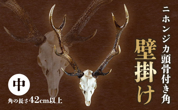 ããã³ãžã«é 骚ä»ãè§ã壿ã äžãé
éäžå¯å°åãããâ»é¢å³¶ äžé浩å£ã90æ¥ä»¥å
ã«åºè·äºå®(忥ç¥é€ã)ã| ã€ã³ããªã¢ 鹿 è§ ã€ã® ãªããžã§ 食ã ã€ã³ããªã¢ è£
食 埳島ç äœé£æ²³å
æ