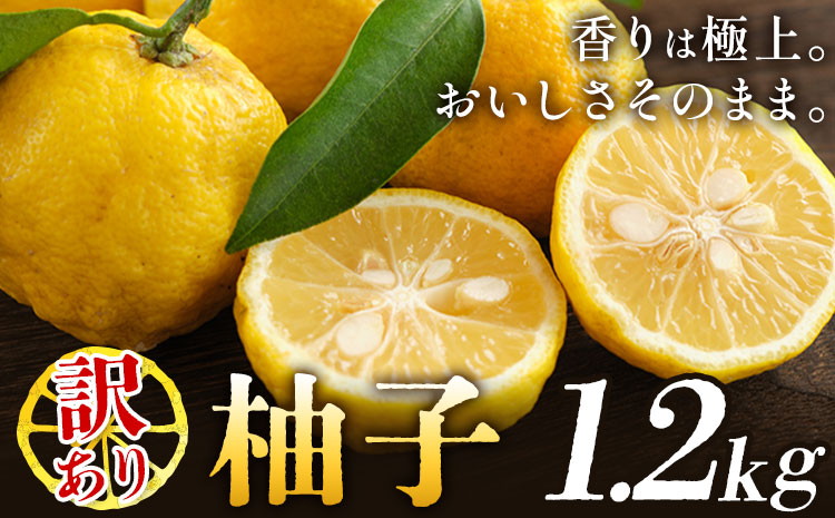 ゆず 訳あり 柚子 約1.2kg 《11月中旬-1月中旬頃発送》徳島県 佐那河内村 ゆず 柑橘 フルーツ 旬【配送不可地域あり】※離島