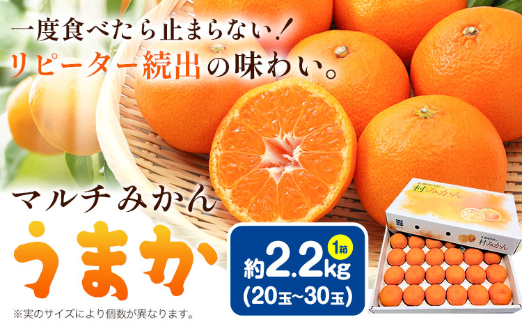 丹精込めて育てました!マルチみかん「うまか」 1箱 2.2kg [11月中旬-12月末頃に出荷予定(土日祝除く)] 広畠農園 [配送不可地域あり](離島) みかん ミカン 蜜柑 早生 柑橘 佐那河内 徳島県 箱入り 化粧箱 S M L フルーツ 果物 くだもの 贈答 進物