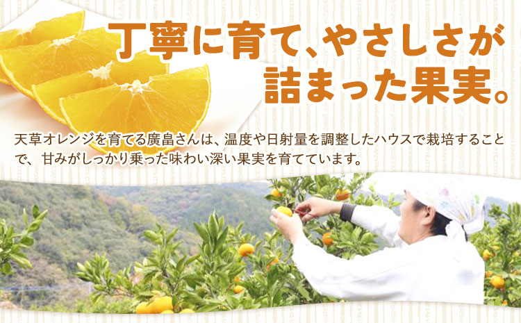 ハウス追熟 天草オレンジ 4玉～9玉入 廣畠農園《1月中旬頃出荷予定》徳島県 佐那河内村 みかん ミカン 蜜柑 柑橘 フルーツ 果物 くだもの【配送不可地域あり】※離島