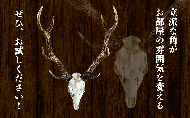 ããã³ãžã«é 骚ä»ãè§ã壿ã å° ãé
éäžå¯å°åãããâ»é¢å³¶ äžé浩å£ã90æ¥ä»¥å
ã«åºè·äºå®(忥ç¥é€ã)ã| ã€ã³ããªã¢ 鹿 è§ ã€ã® ãªããžã§ 食ã ã€ã³ããªã¢ è£
食 埳島ç äœé£æ²³å
æ