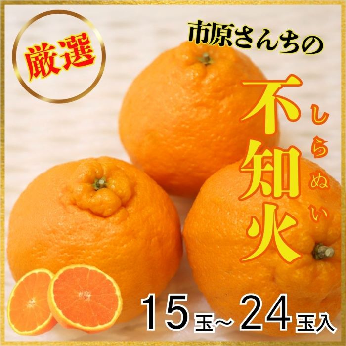 厳選！市原さんちの不知火(しらぬい)　1箱(15玉〜24玉入り)　※2025年3月中旬頃から発送　※離島不可