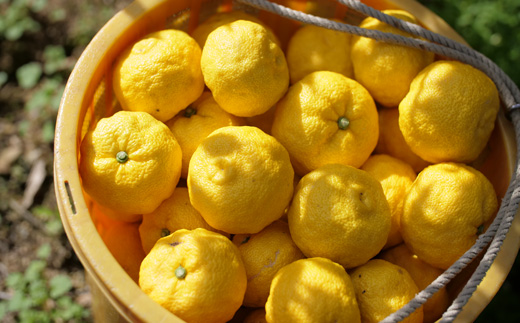『山神果樹薬草園』柑橘リキュールとハンドクリームのセット　柚子