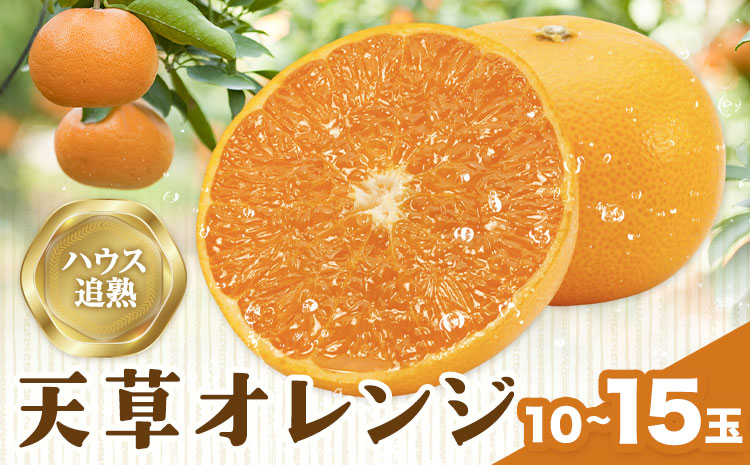 ハウス追熟 天草オレンジ 10玉〜15玉入 廣畠農園《1月中旬頃出荷予定》徳島県 佐那河内村 みかん ミカン 蜜柑 柑橘 フルーツ 果物 くだもの【配送不可地域あり】※離島