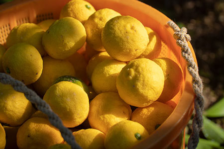 山神果樹薬草園：国産柚子のしぼり酢＆国産柚子と伊予柑のジュースセット