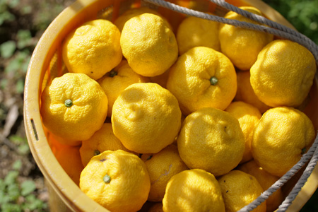 山神果樹薬草園：柑橘リキュール柚子6％　２本セット