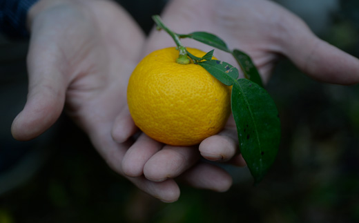 和柑橘deコスメ：山神果樹薬草園　柚子のハンドソープセット