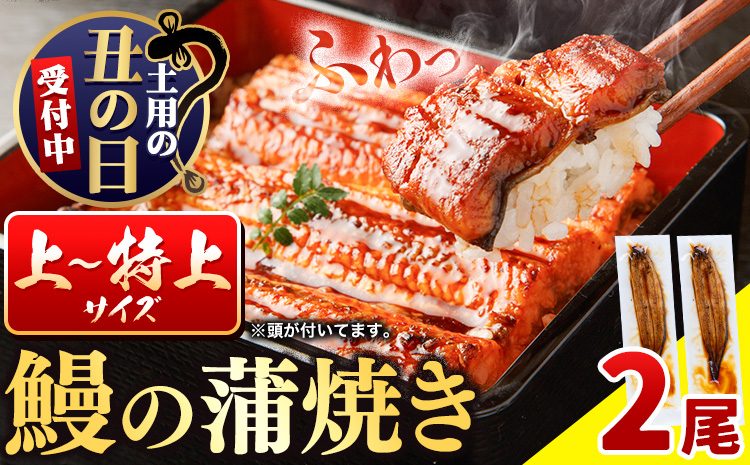 国内産 鰻の蒲焼き 徳島県産 うなぎの蒲焼き 2尾 タレ・山椒付《土用の丑の日予約(7/15～7/26)》うなぎの蒲焼き うなぎ 鰻 蒲焼 蒲焼き ウナギの蒲焼 徳島県産