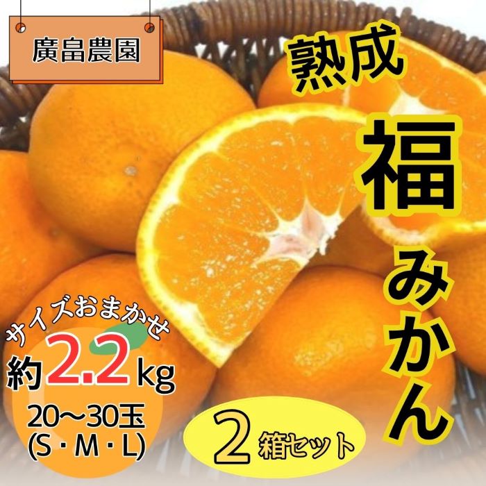 2箱セット　熟成「福」みかん　※2025年2月初旬頃から発送　※離島不可